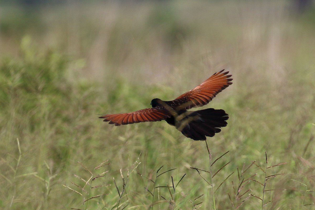 Black Coucal - ML212073951