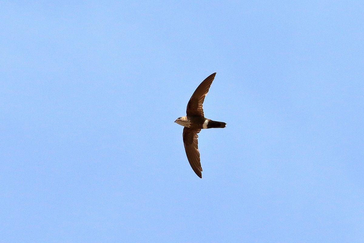 Mottled Spinetail - Michael Ortner