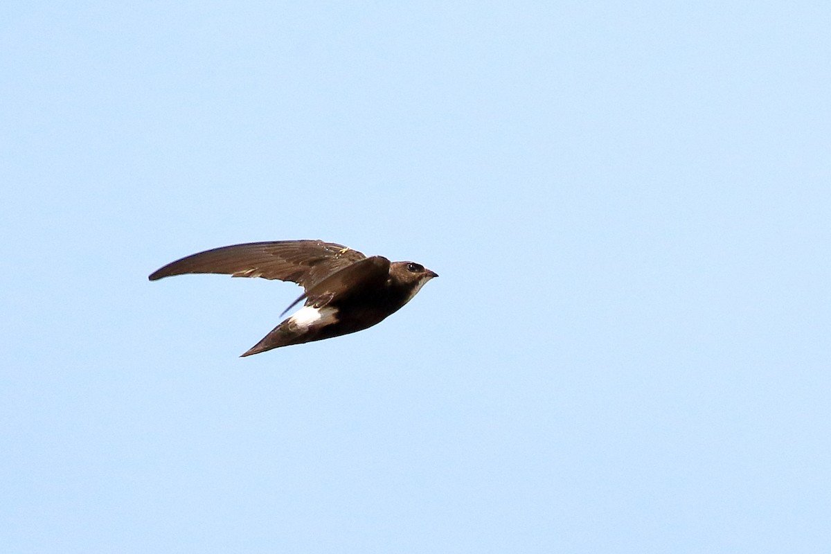 White-rumped Swift - ML212074141