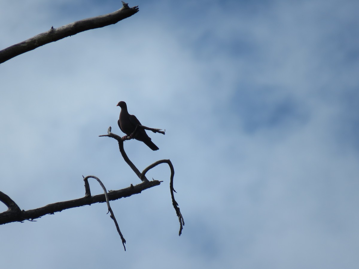 Band-tailed Pigeon - ML212074261