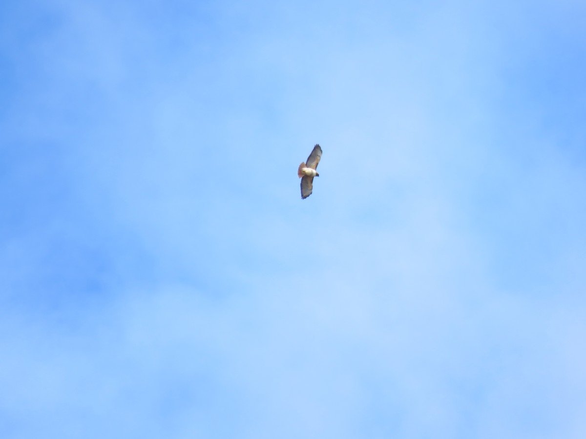 Red-tailed Hawk - Hermes Vega