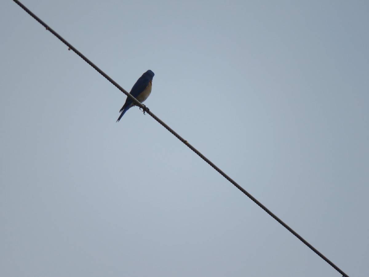 Eastern Bluebird - ML212074341