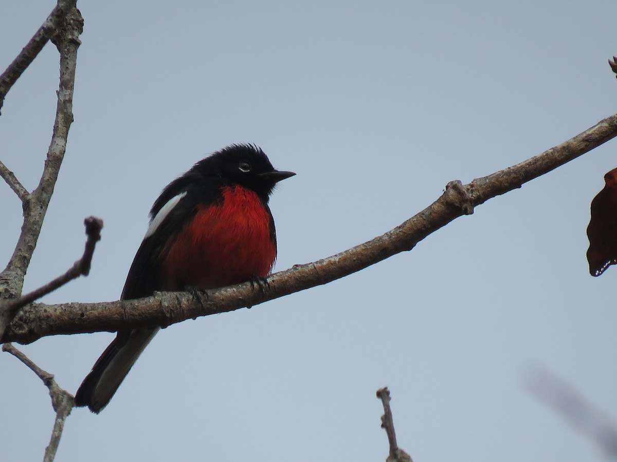 Painted Redstart - ML212074381