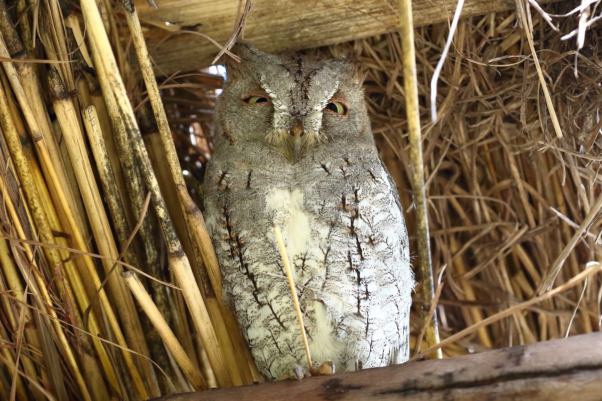 African Scops-Owl - ML212074401