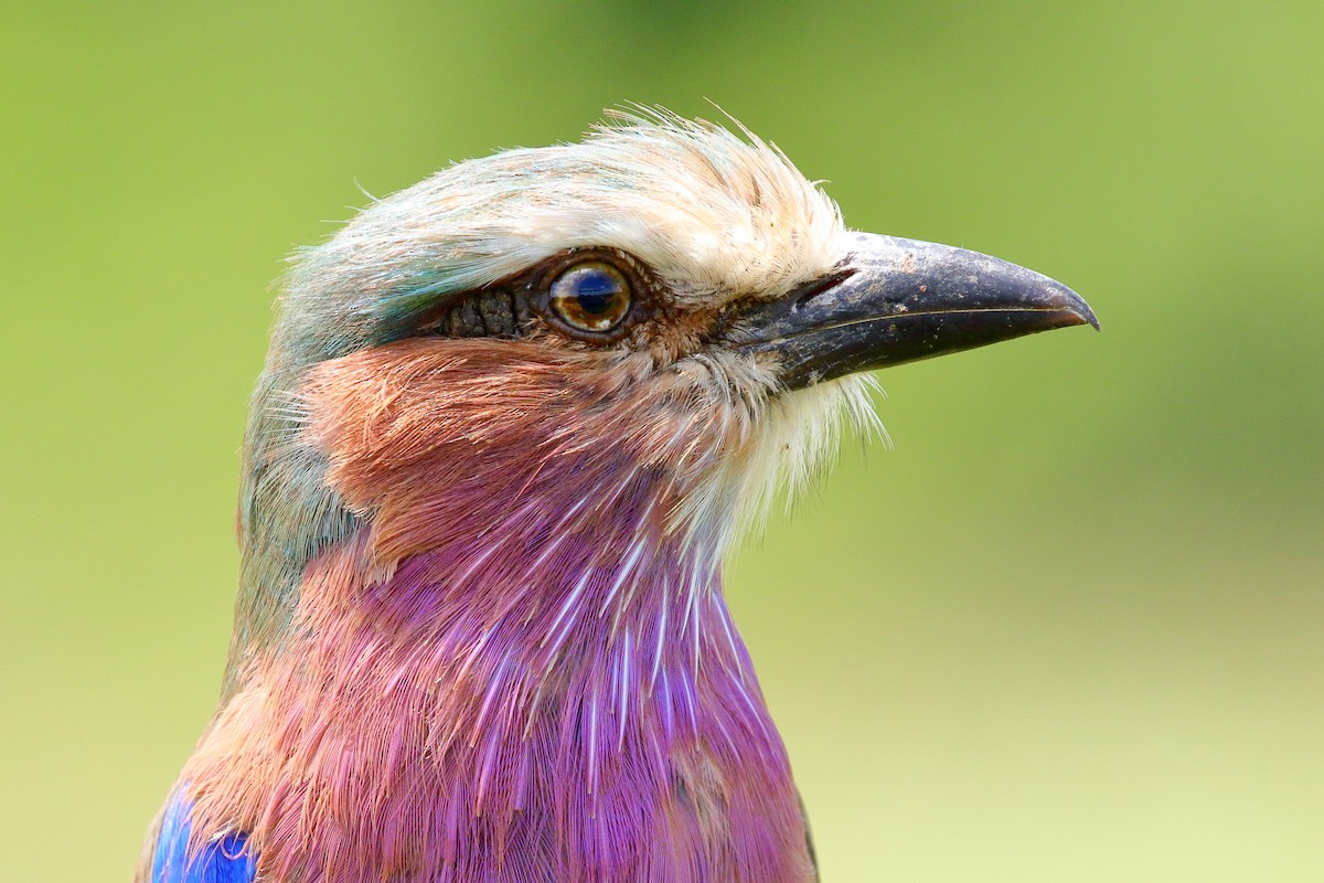 Lilac-breasted Roller - ML212074511