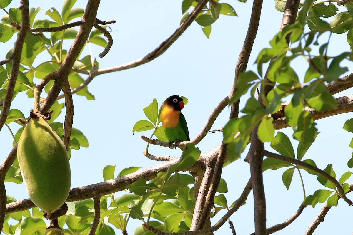 Yellow-collared Lovebird - ML212074591