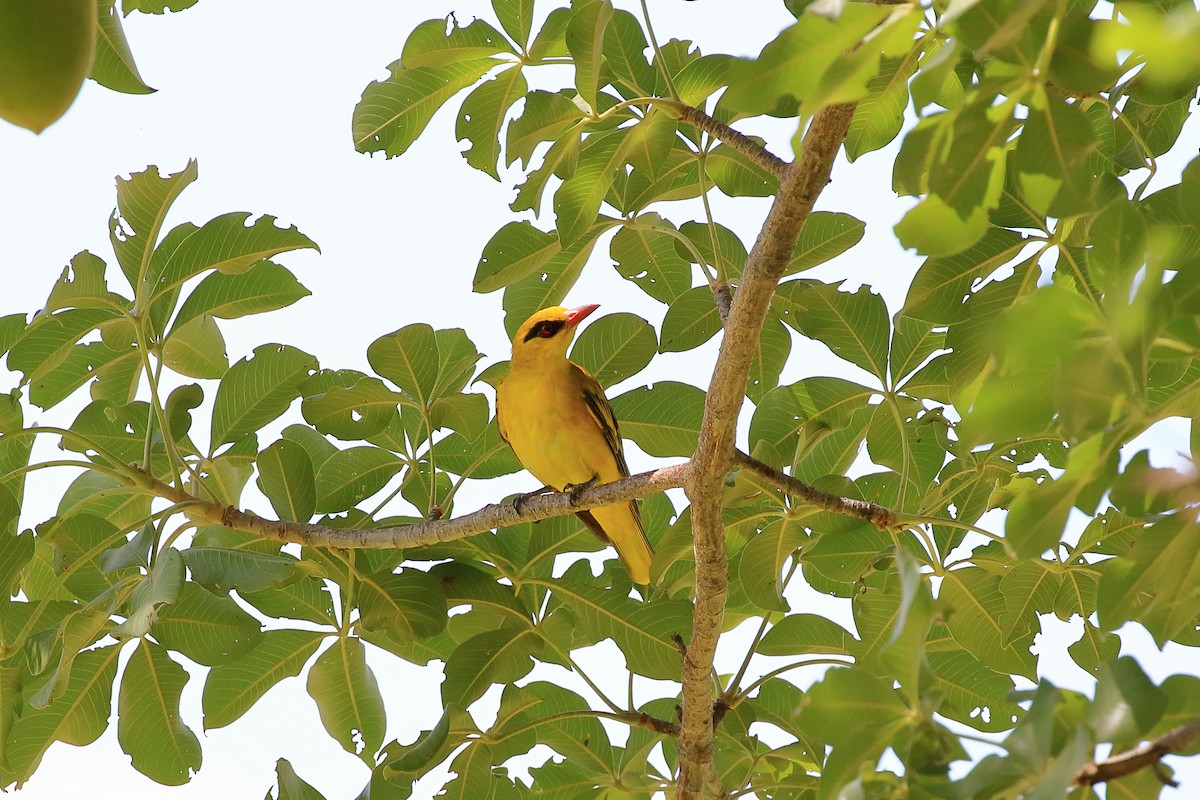 African Golden Oriole - ML212074611