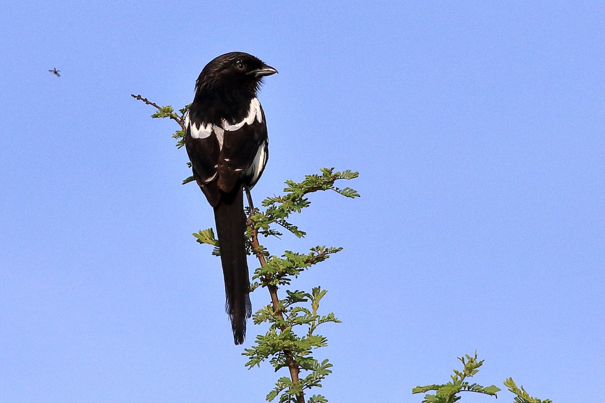 Magpie Shrike - ML212074661