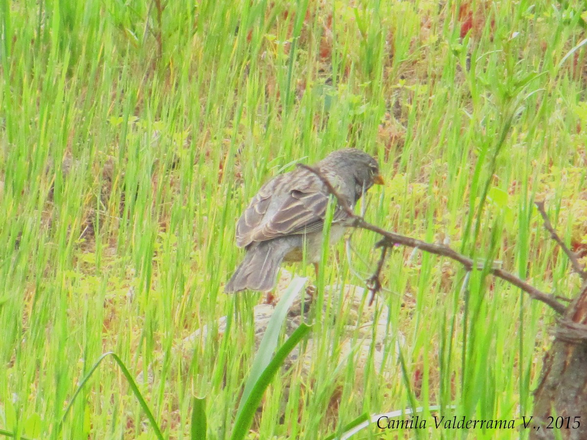 Mourning Sierra Finch - ML21207471