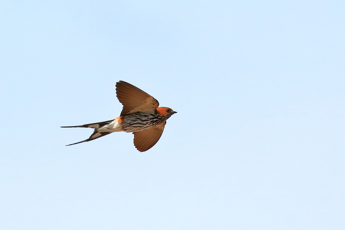 Lesser Striped Swallow - ML212074801