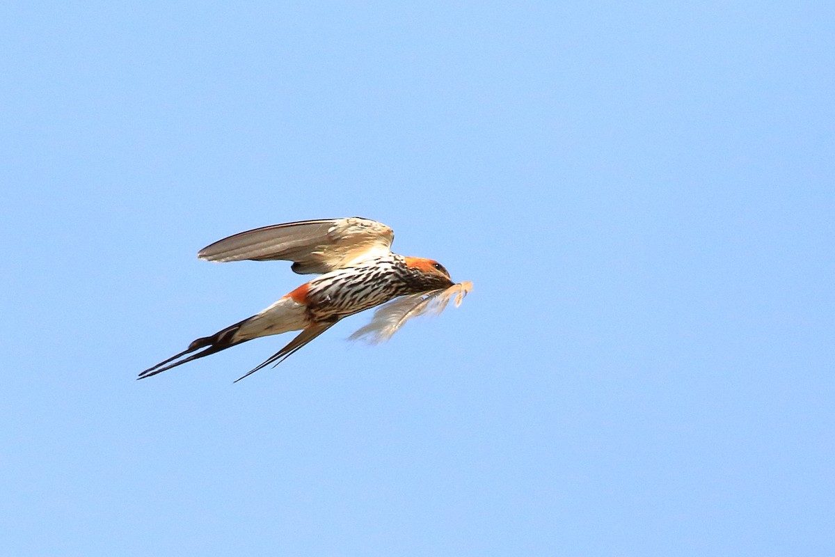 Lesser Striped Swallow - ML212074821