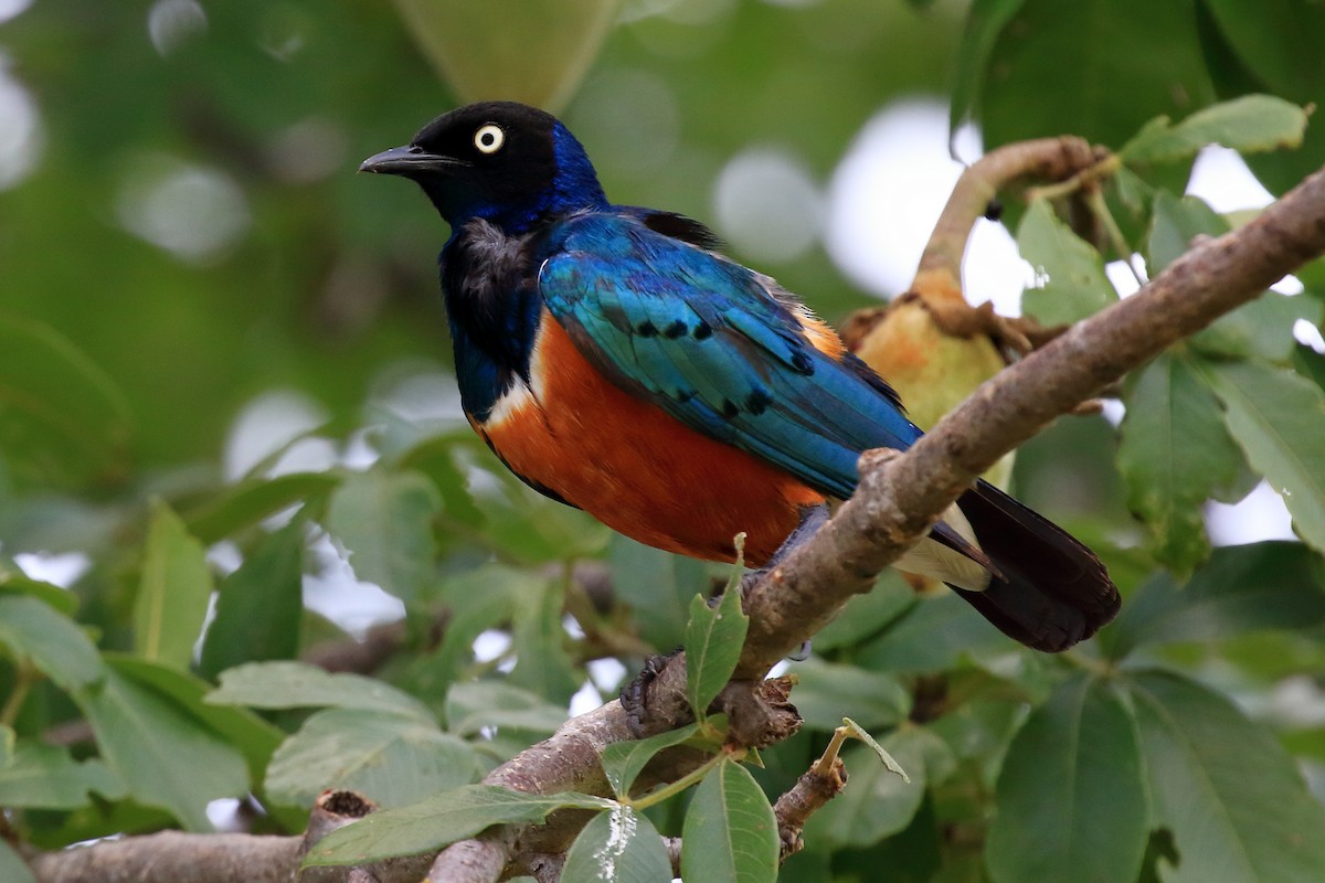 Superb Starling - ML212074851