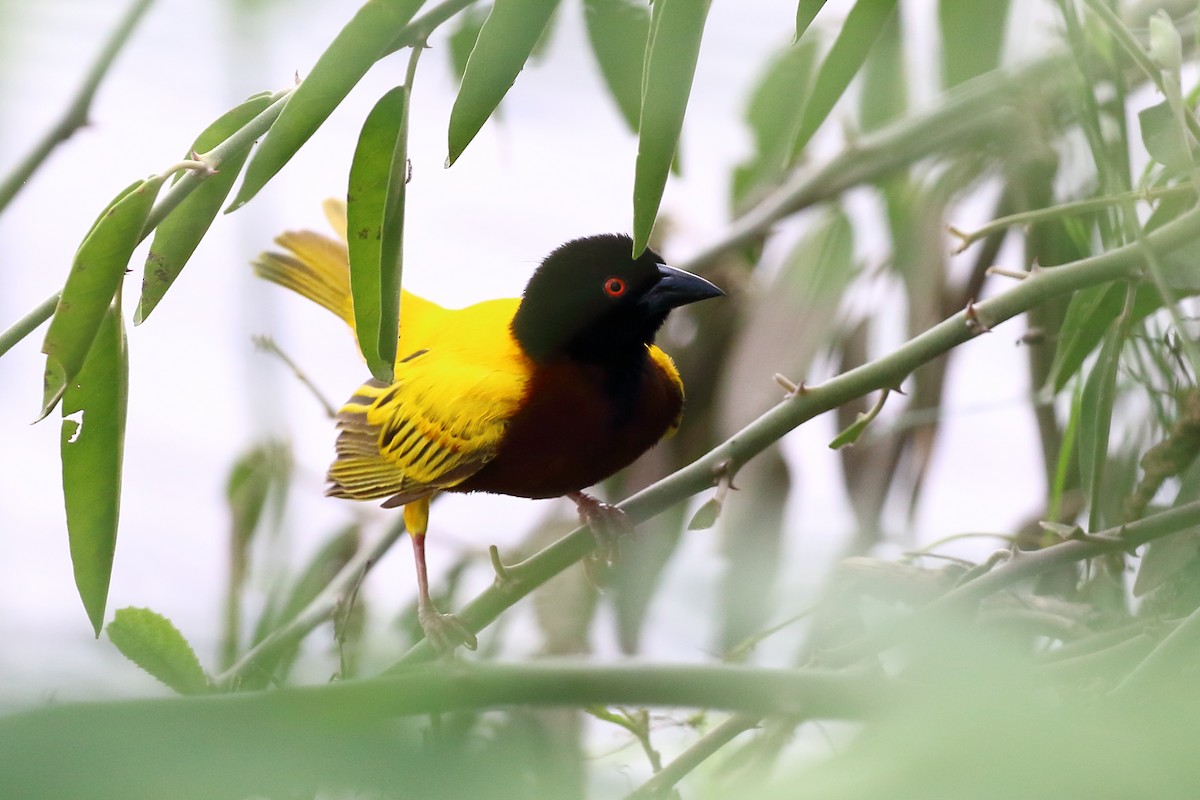 Golden-backed Weaver - ML212074981