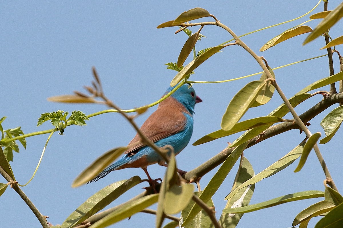 Blue-capped Cordonbleu - ML212075061