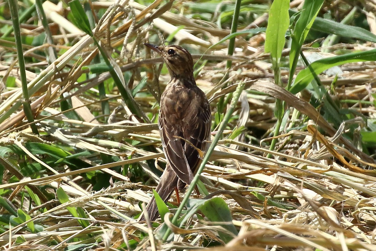 アフリカマミジロタヒバリ - ML212075171