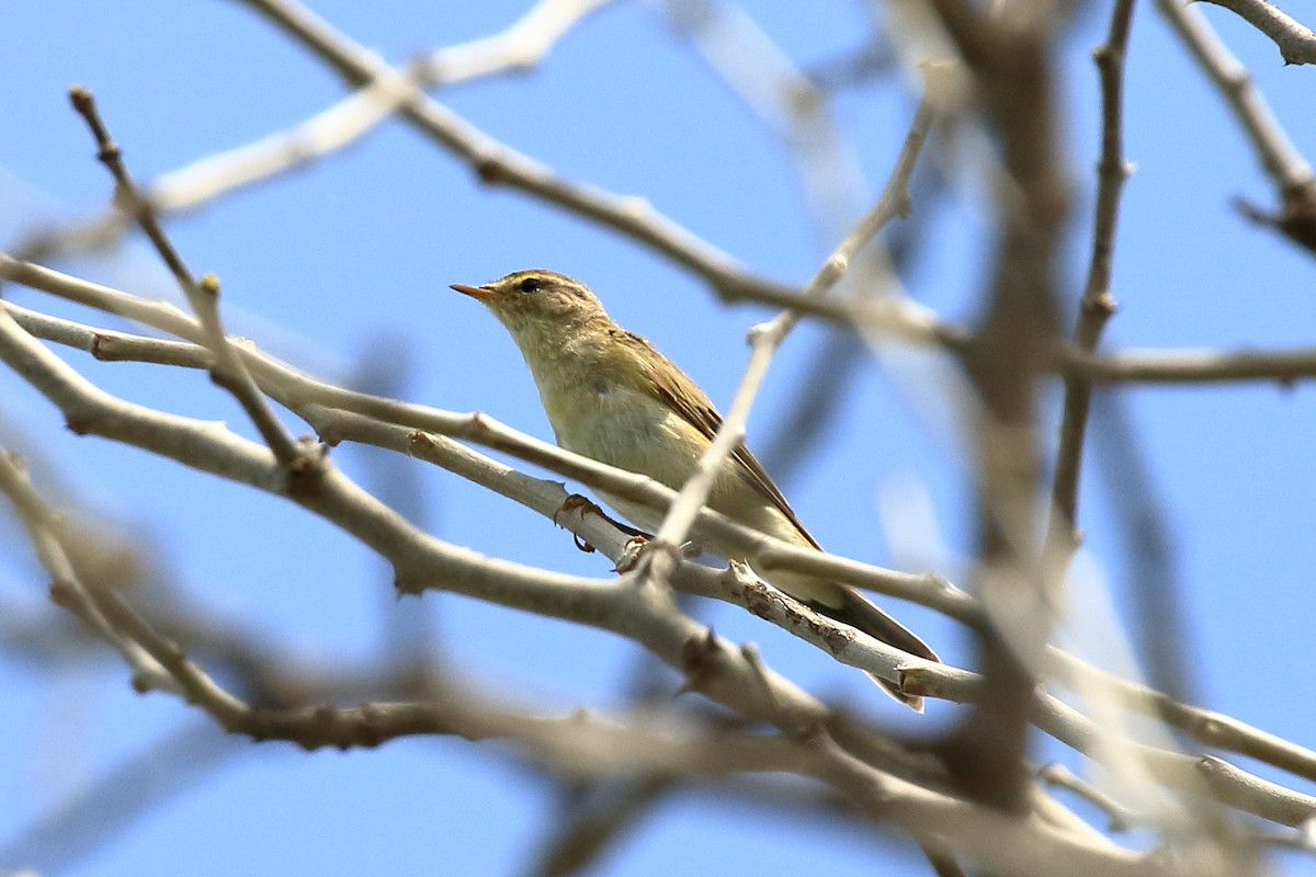 Willow Warbler - ML212075471