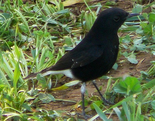 Black Wheatear - ML21207601