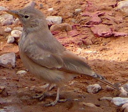 Desert Lark - Oscar Gordo