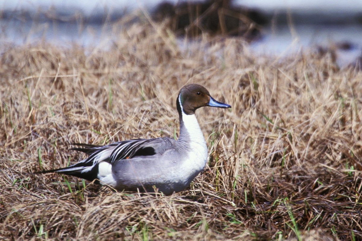 Northern Pintail - Bob MacDonnell