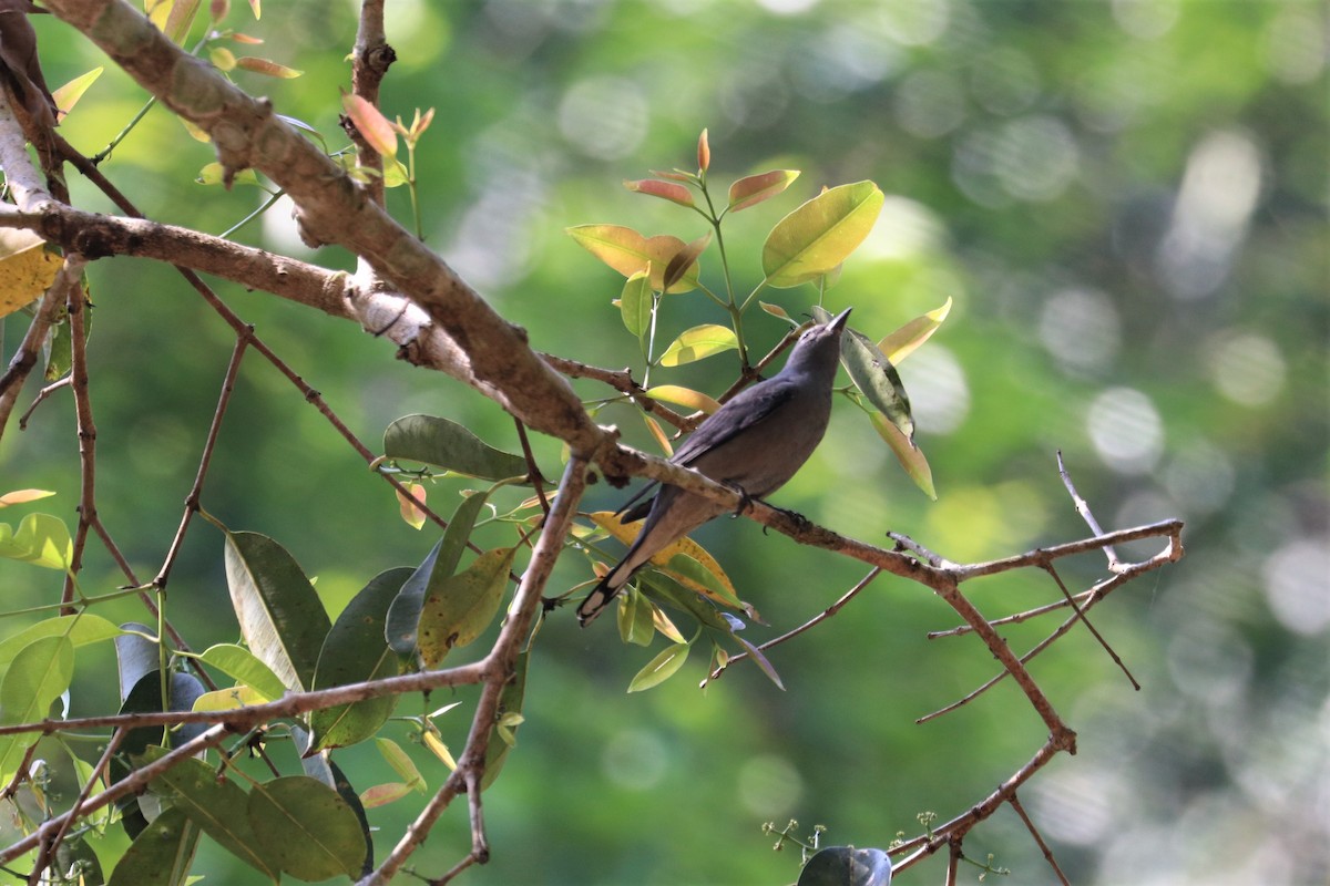 Black-winged Cuckooshrike - ML212078591