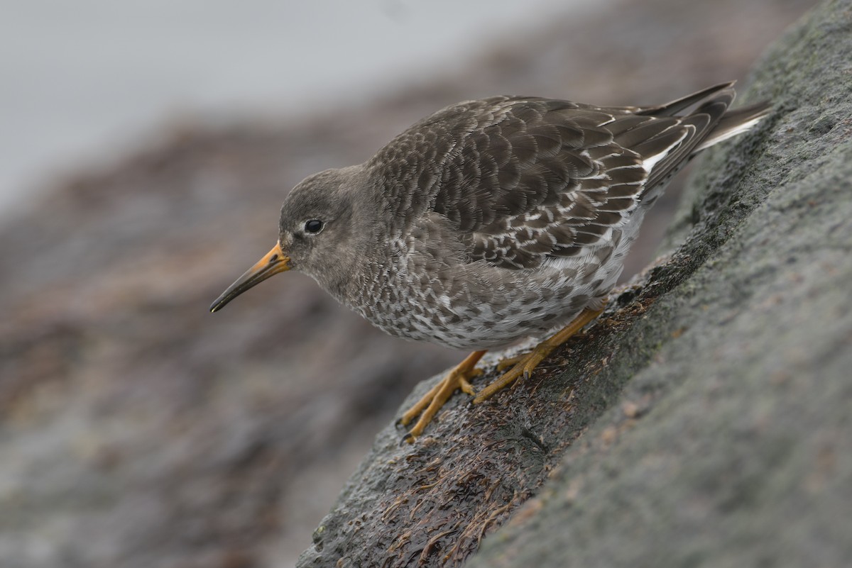 Purple Sandpiper - ML212078681