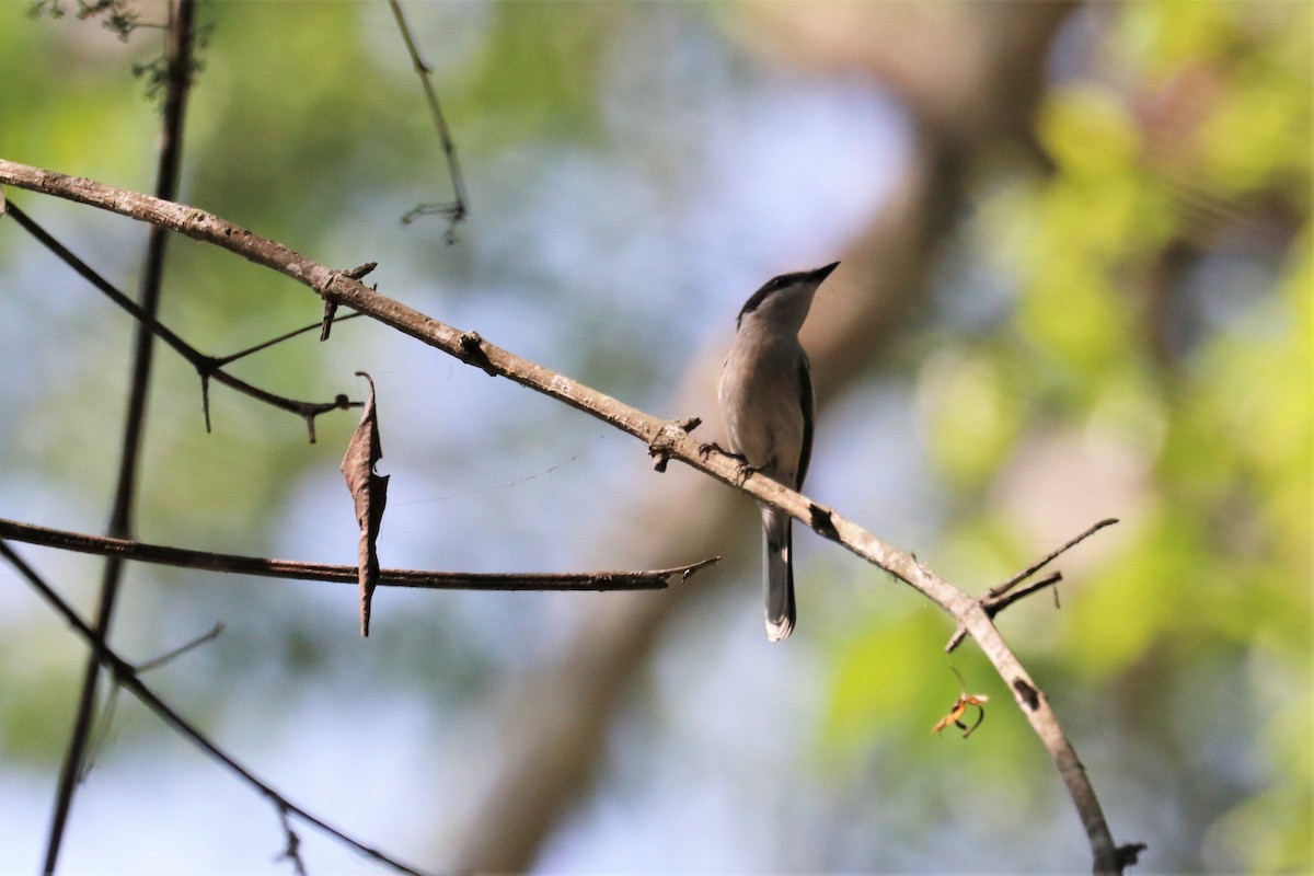 Bar-winged Flycatcher-shrike - Chuck Gates