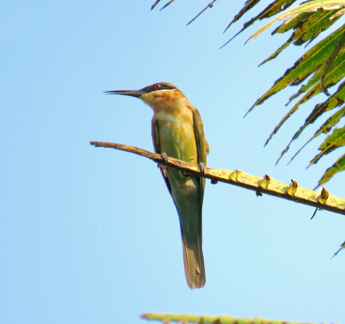 Abejaruco Coliazul - ML21207901