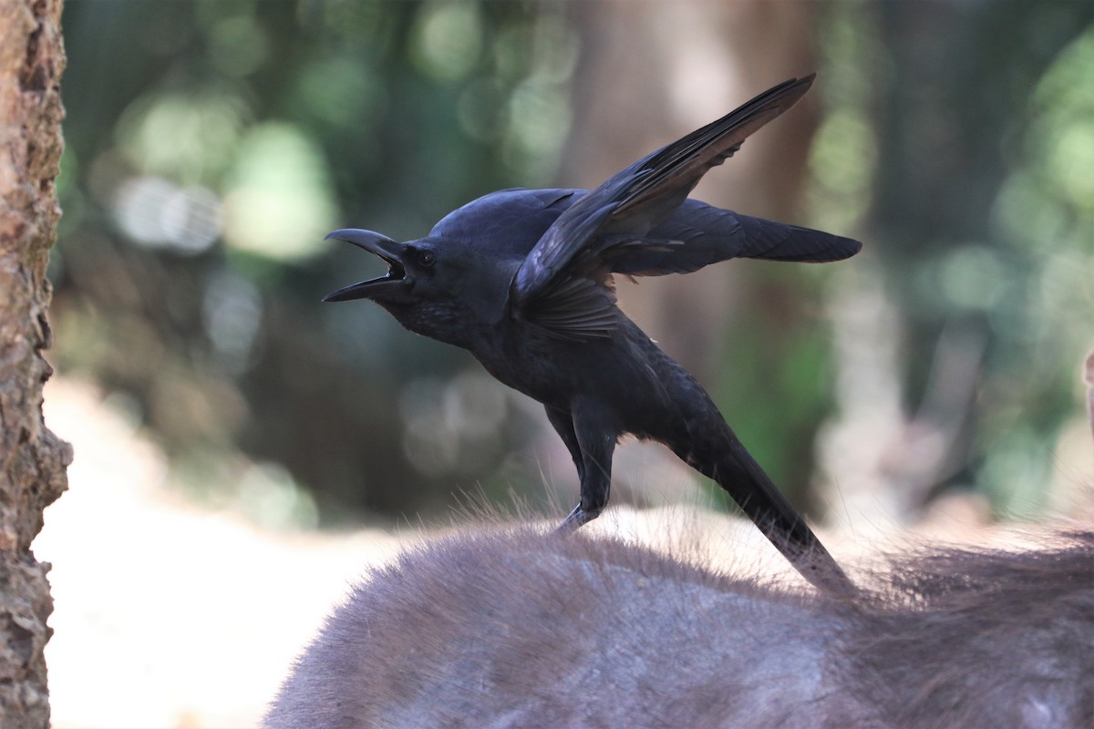 Large-billed Crow - Chuck Gates