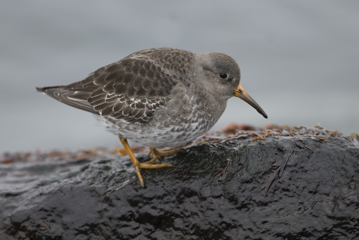 Purple Sandpiper - ML212079631