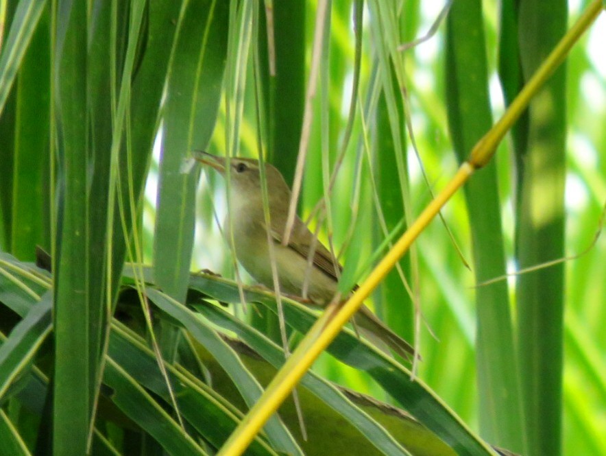 Blyth's Reed Warbler - ML21207991