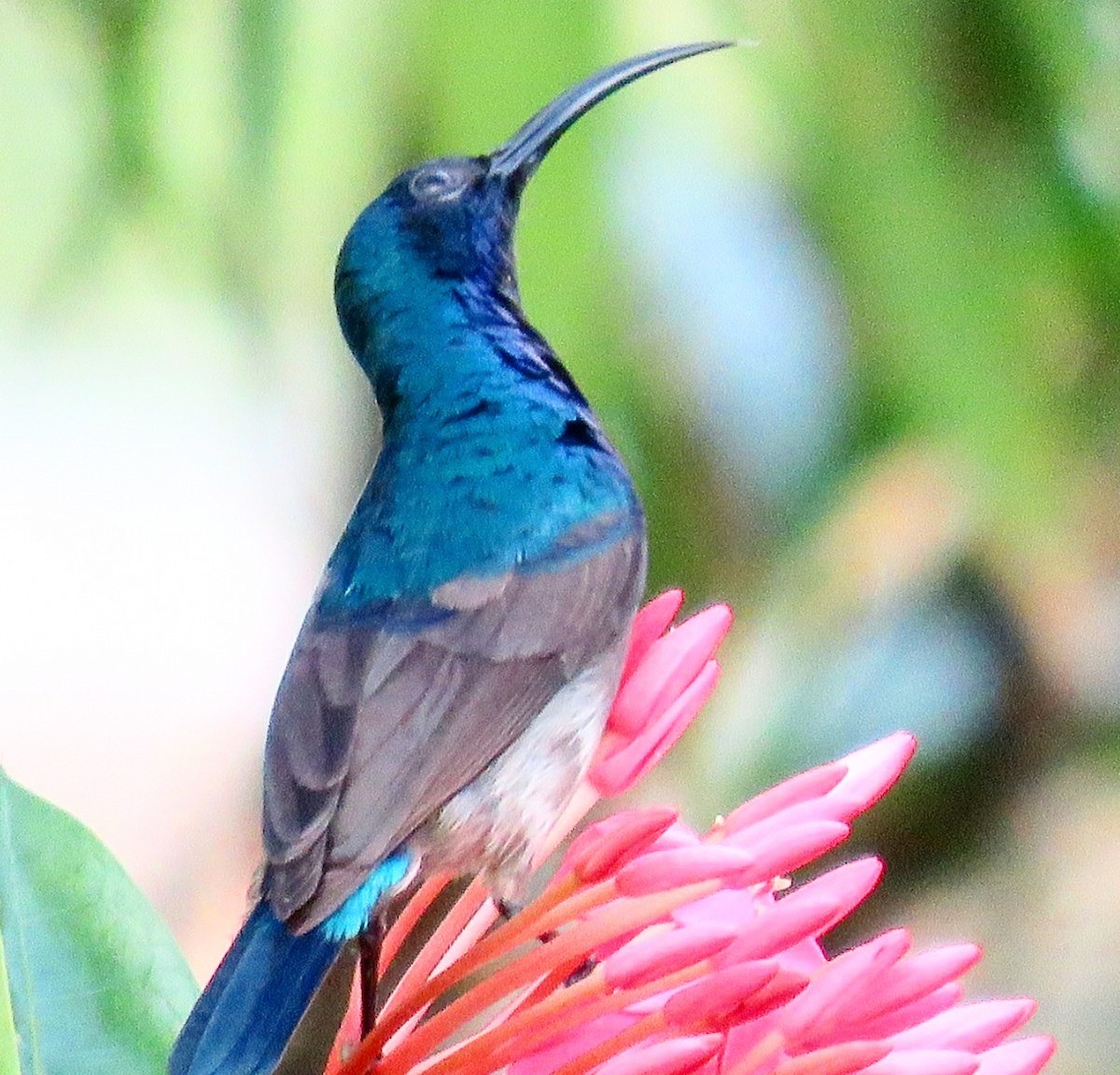 Loten's Sunbird - ML21208001