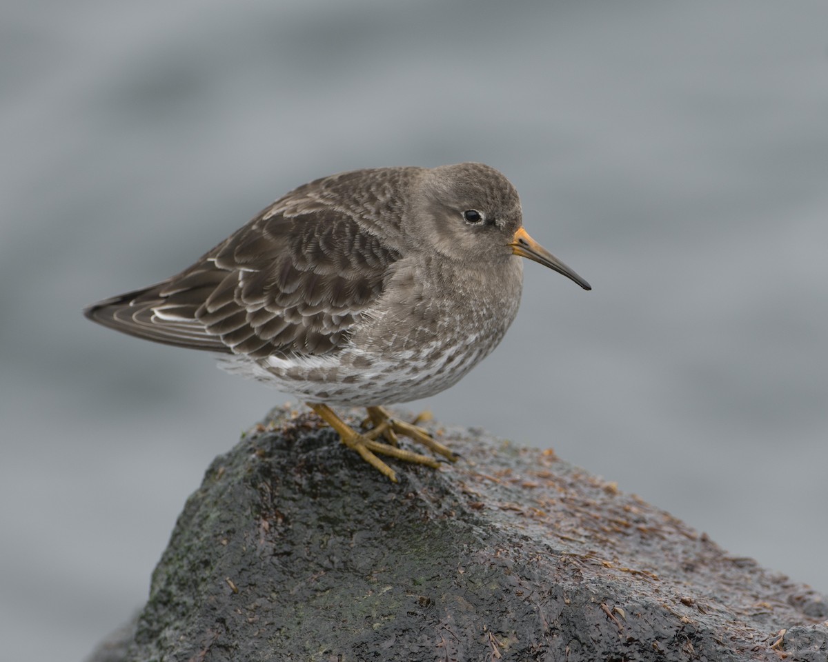 Purple Sandpiper - ML212080801