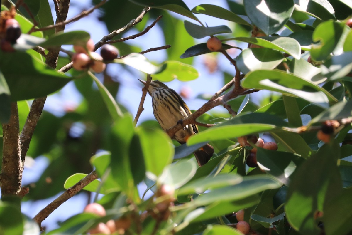 Yellow-vented Flowerpecker - Chuck Gates