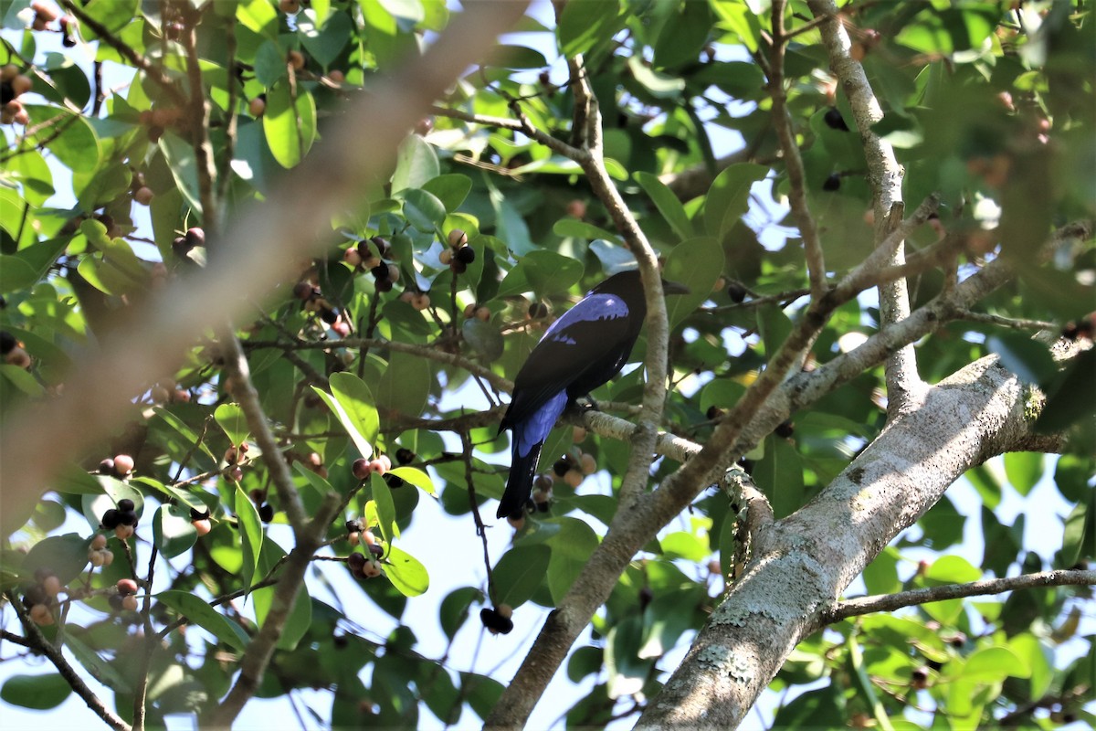 Asian Fairy-bluebird - Chuck Gates