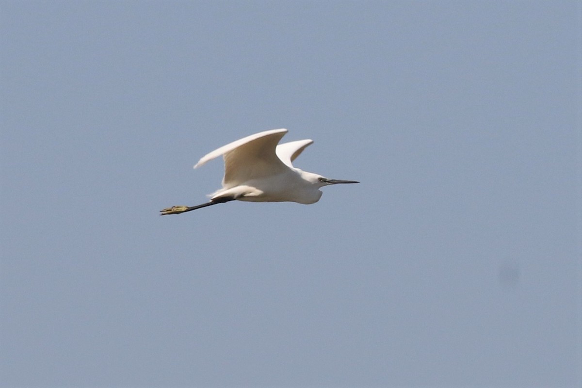 Little Egret - ML212082051