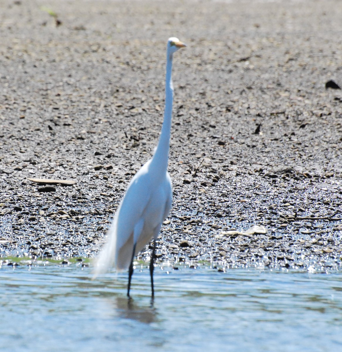 Great Egret - ML212082651