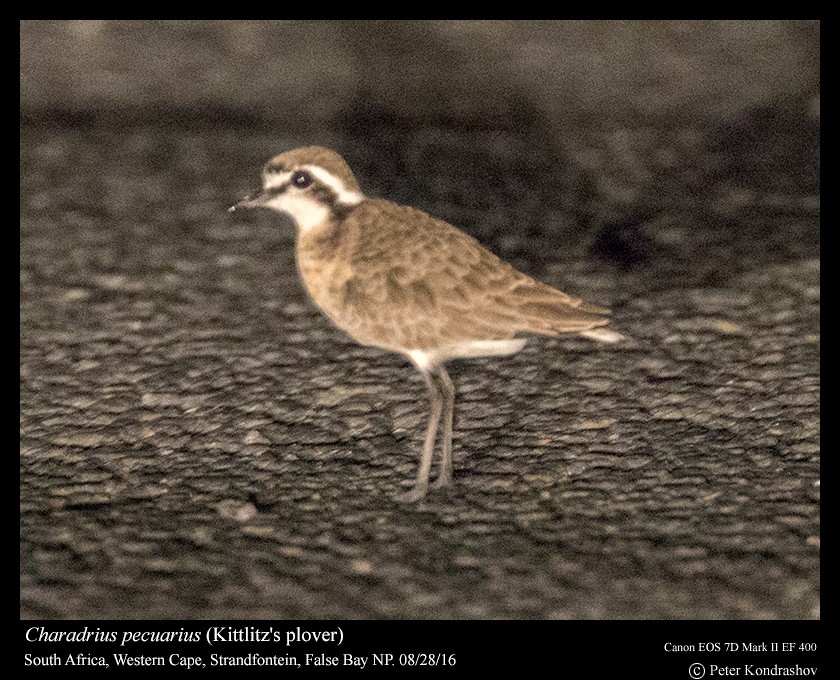 Kittlitz's Plover - ML212083031