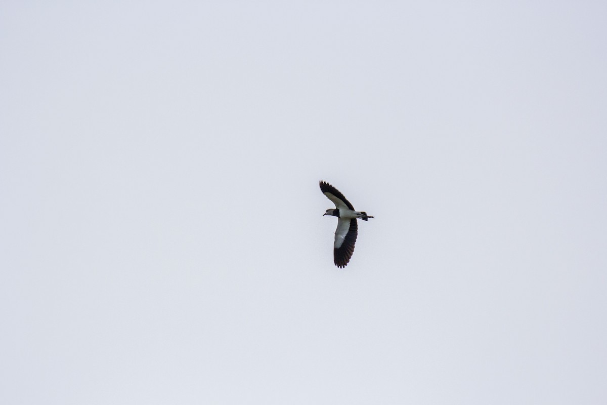 Southern Lapwing - ML212086521