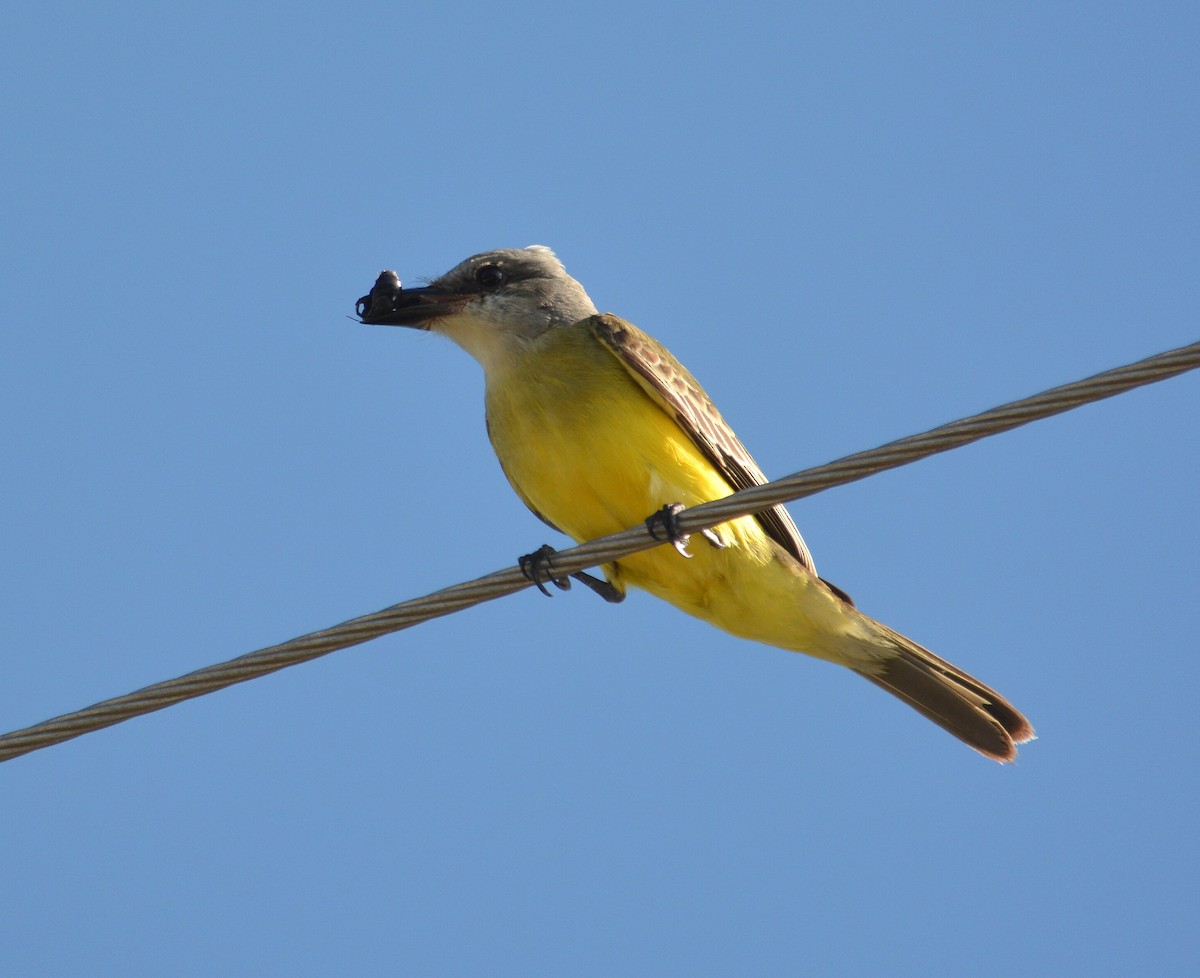 Tropical Kingbird - ML21208791