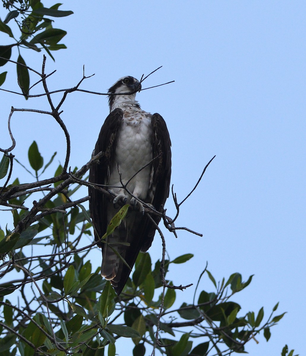 Águila Pescadora - ML212088701