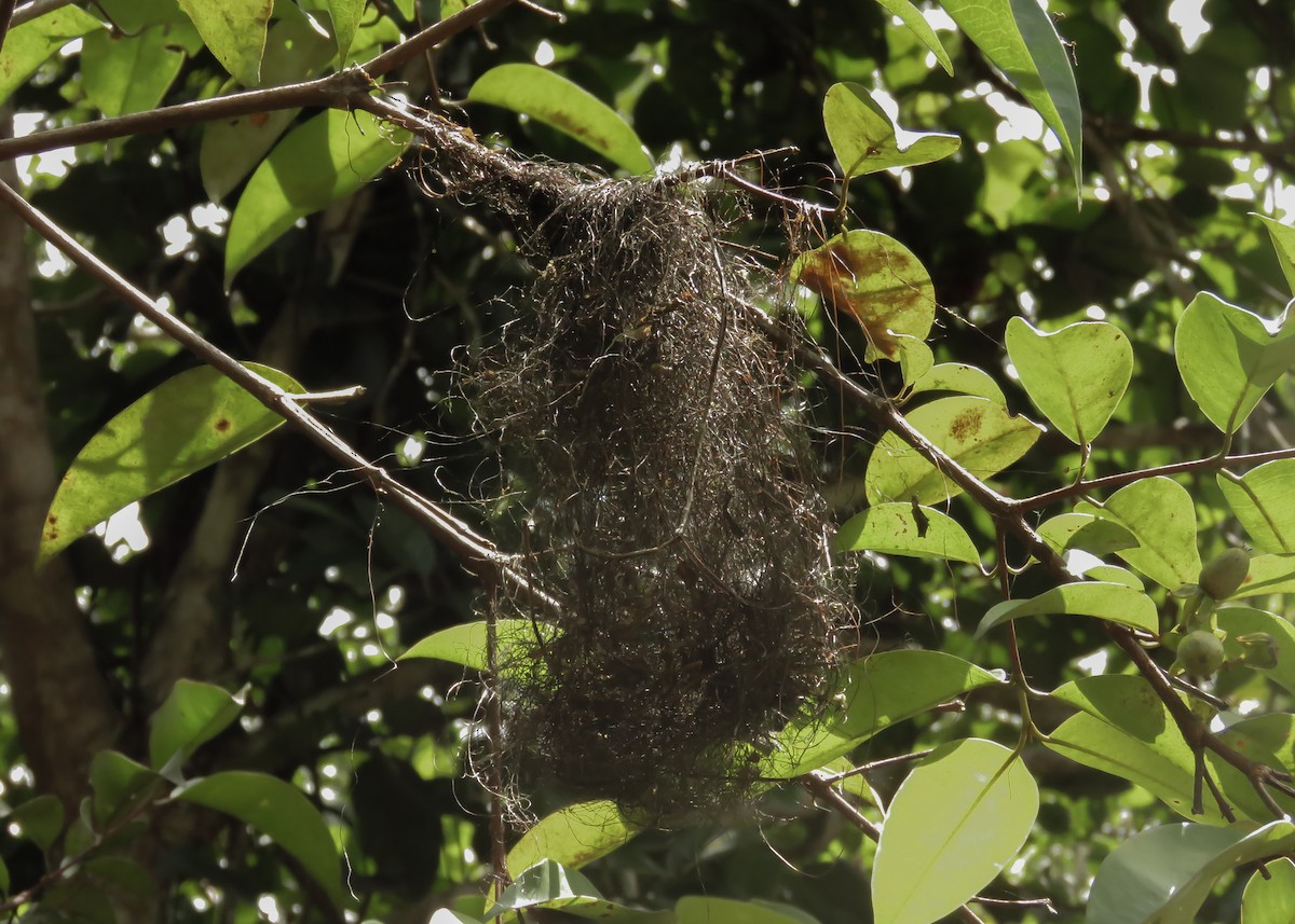 Yellow-margined Flatbill (examinatus) - ML212089351