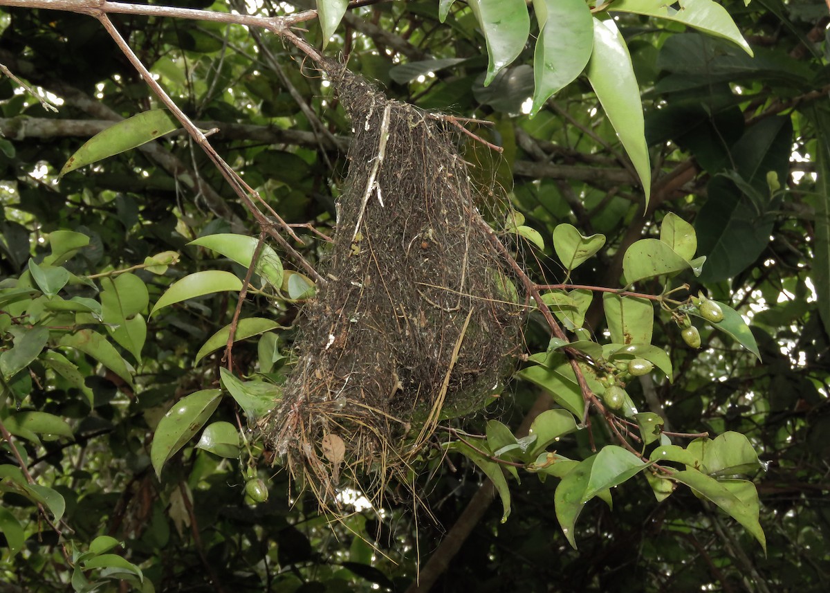 Пестрокрылый мухоед (examinatus) - ML212090061