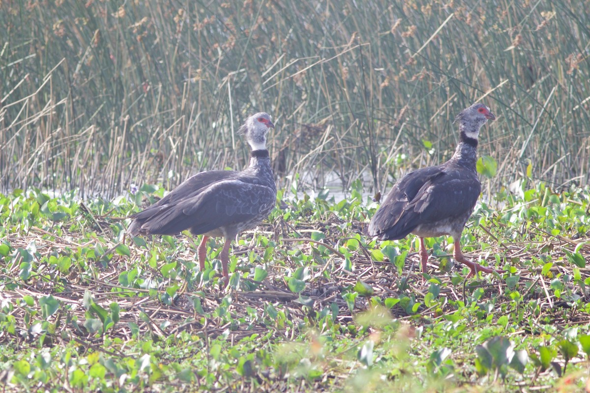 Southern Screamer - ML212090461