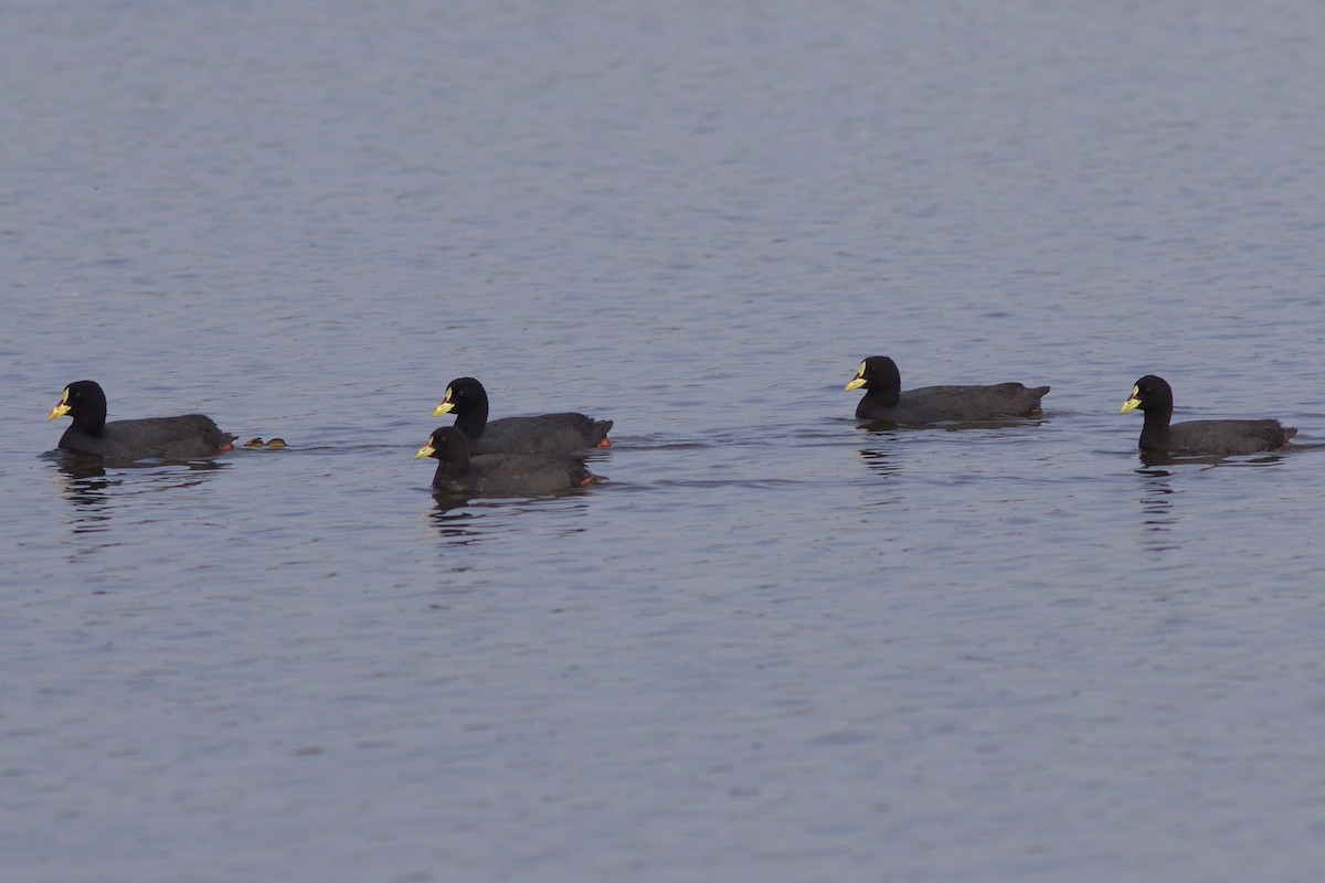 Red-gartered Coot - Gabriel Leite