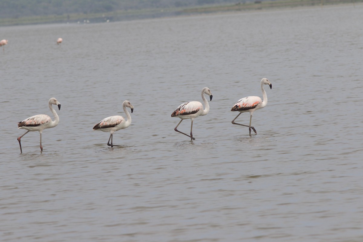 Chileflamingo - ML212090591