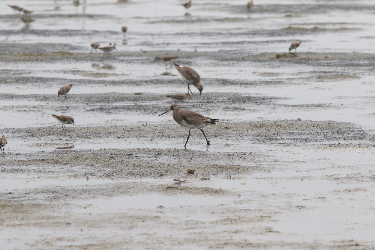 Hudsonian Godwit - Gabriel Leite