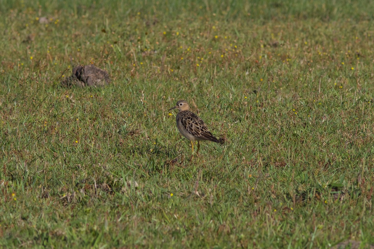 Buff-breasted Sandpiper - Gabriel Leite