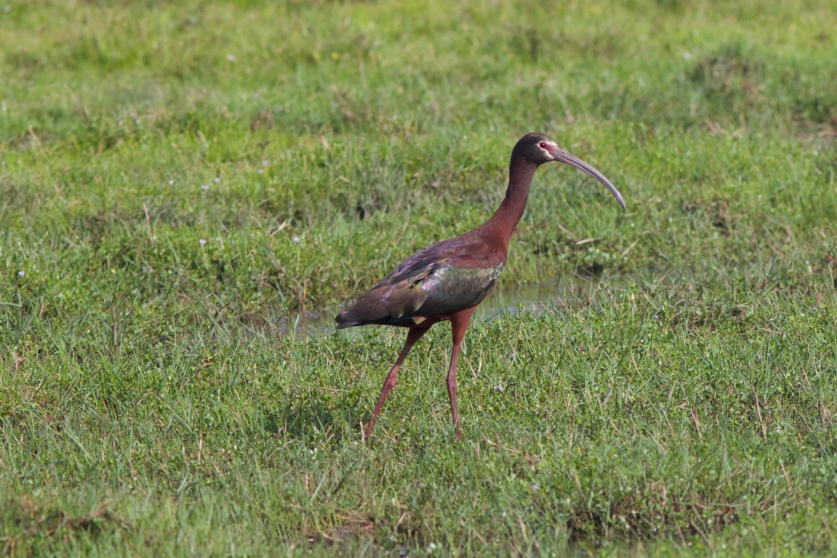 ibis americký - ML212091011
