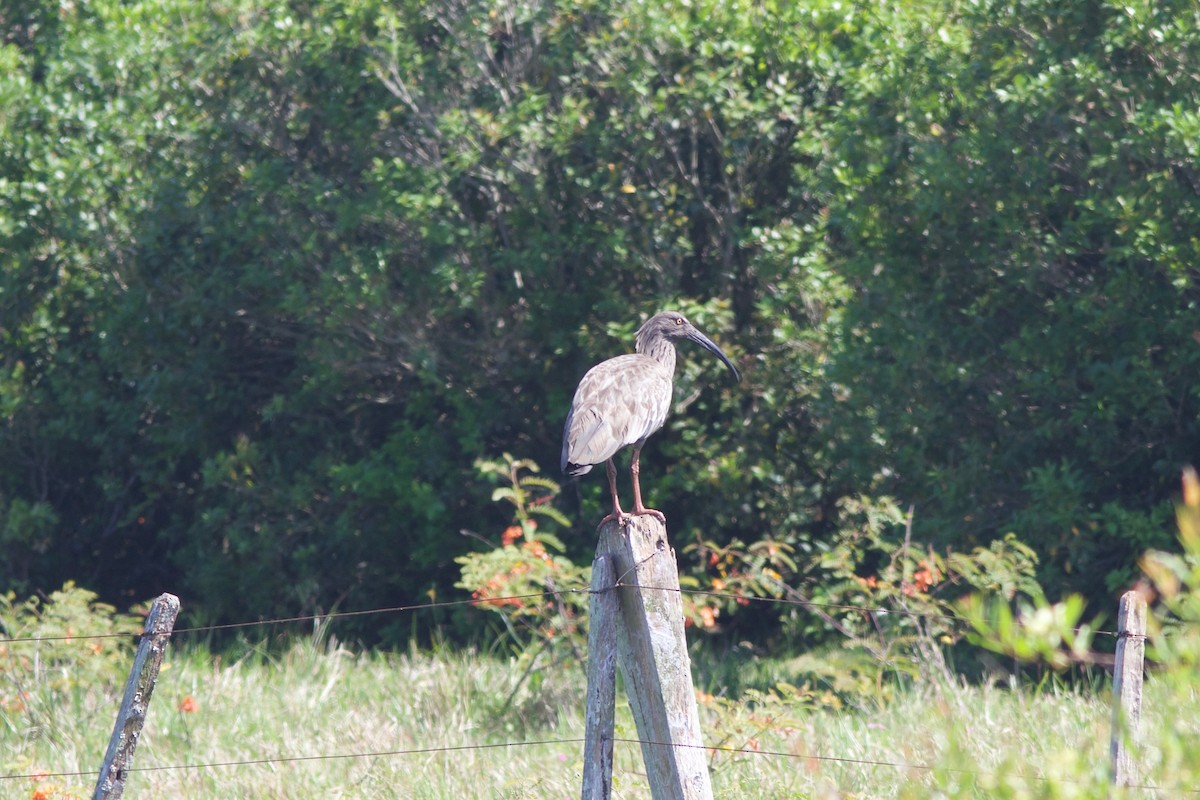 Ibis plombé - ML212091671