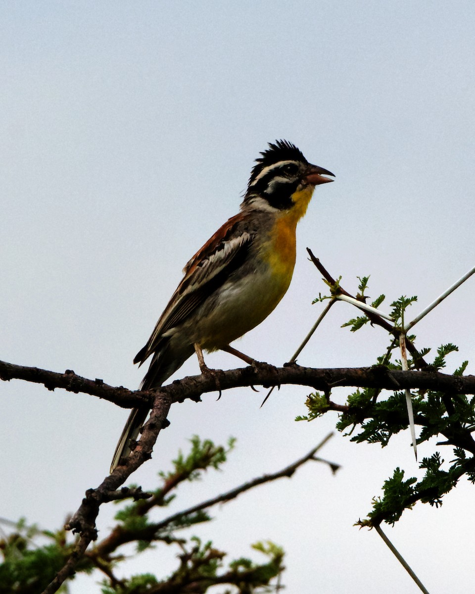 Somali Bunting - ML212091831